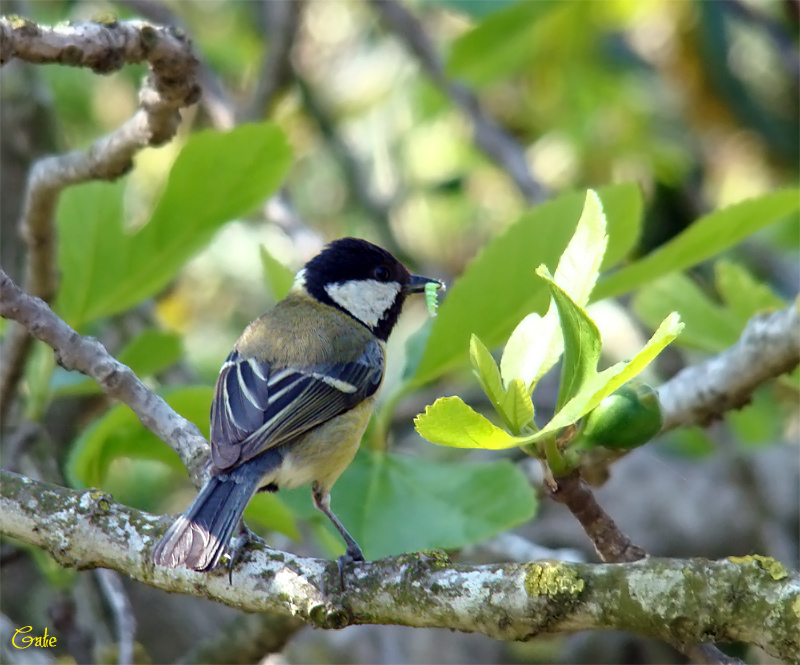 Cinciallegra  (parus major)